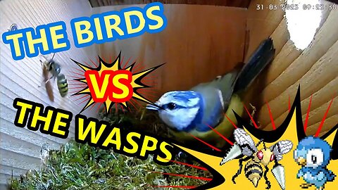 Can the Blue Tit really win this?