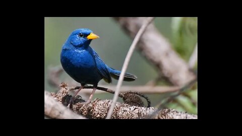 Canto do Pássaro Campainha Azul