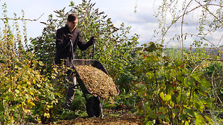 Using WOOD CHIPS for GROWING FOOD | Does It Improve The Soil?