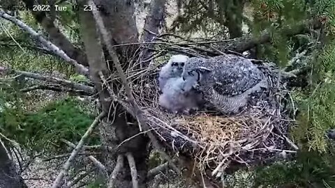 Ellis Bird Farm-Owlets Greet Mom Upon Return 🦉 5/24/22 15:22