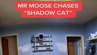 Dog Chases Shadow Cat!