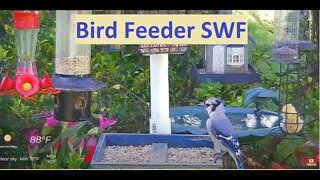 Florida Bird Feeder Live Camera HD