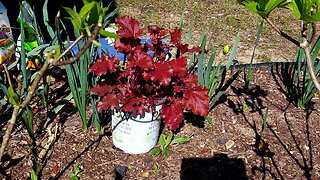 Planting Dolce®️ 'Cherry Truffles' Heuchera 🍁🪴🌱👩🏻‍🌾