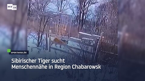 Sibirischer Tiger sucht Menschennähe in Region Chabarowsk