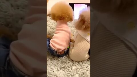 सारे दोस्त मिल कर टीवी देख रहे हैं🤣Puppies Watching TV 👈