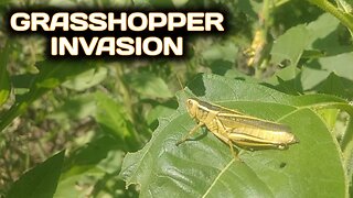 Grasshopper Invasion