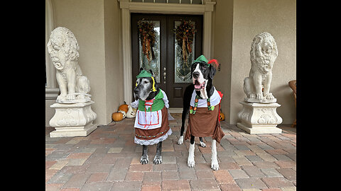 Funny Great Danes Dress Up To Welcome Oktoberfest - Deutsche Dogge