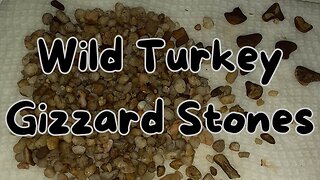 Wild Turkey Gizzard Stones