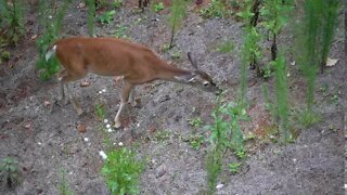 Big Canoe Deer #5 - 09/13/20