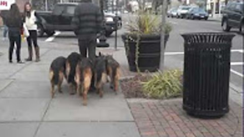Trainer Walks Pack Of Dogs Without A Leash