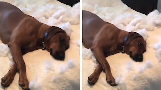 Dog Destroys Pillow, Has Zero Regrets