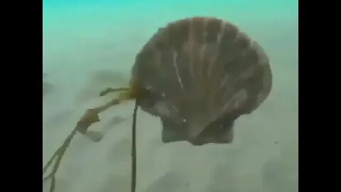 This is how scallops swim