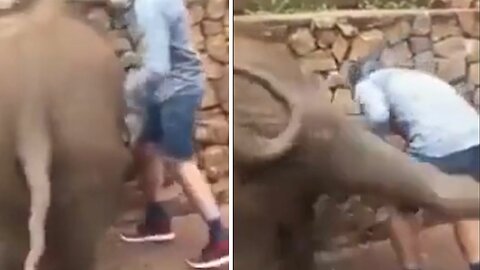 Baby elephant kicks tourist butt as he leans forward