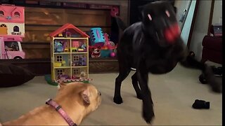 9 & 1/2 year old Reptar (ASC) playing with 7 month old Scarlet (APBT)
