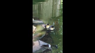 Baby ducks first time in the pond