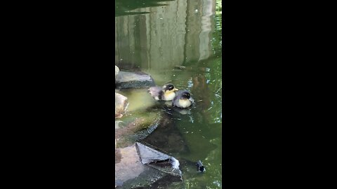 Baby ducks first time in the pond