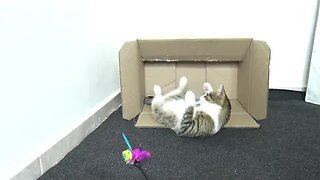 This Funny Cat Loves Boxes