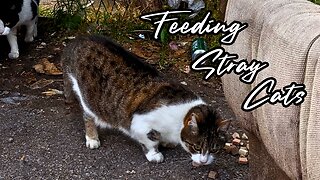 Why Don’t People Care About Them? - Feeding Stray Cats