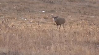 Foothill Whitetail Adventures | Destination Whitetail