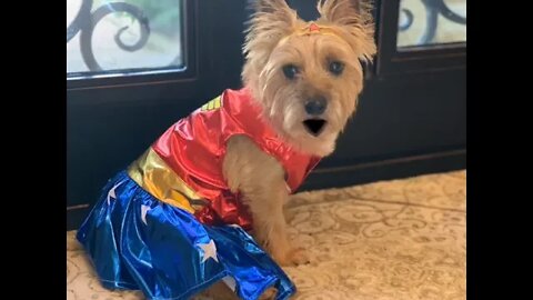 Dixie the Norwich terrier - sings ‘Wonder Woman’