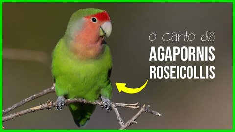 AGAPORNIS ROSEICOLLIS - Rosy-Faced Lovebird 🦜