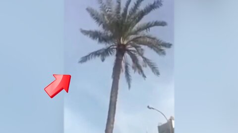 How a palm tree floats in the middle of the road [Conspiracy]