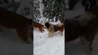 Cute dogs in the snow #shorts