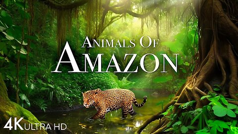 Animals of Amazon 4K - Wildlife in Amazon Jungle - Rainforest Sounds - Scenic Relaxation Film