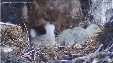 Hays Bald Eaglet shows choanal slit of the mouth 2022 04 02 925am