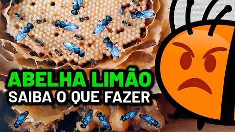 ABELHA LIMÃO no meliponário saiba O QUE FAZER | Guia completo