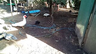 Australian Bush Turkey's ( 3 ) waiting to eat some of the Muscovy ducks feed, 28/06/2020