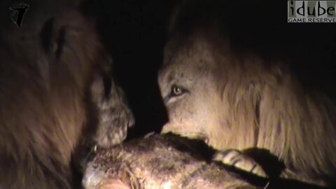 Incredible Scenes As Leopards, Hyenas, Lions And Vultures All Feed Off One Giraffe