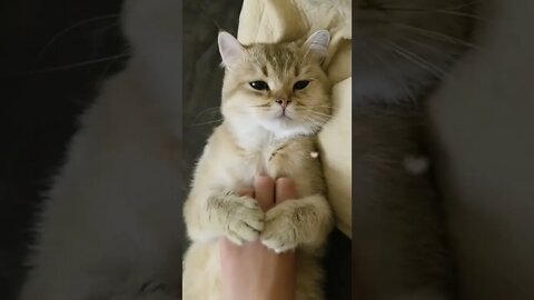 Funniest Cats 😹 - Don't try to hold back Laughter 😂 - Funny Cats Life #shorts #funny