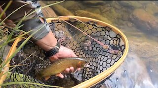 Mountain Cutthroats - Fly Fishing New Mexico 2021