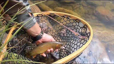 Mountain Cutthroats - Fly Fishing New Mexico 2021