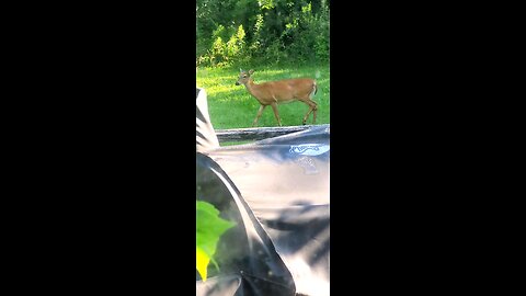 Deer out our Kitchen Window 7-18-24