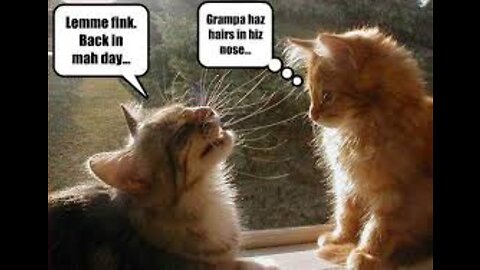 Funniest Cats 😹