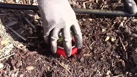 Quick Gardening Tip #1 - How to Make a Cutworm Collar