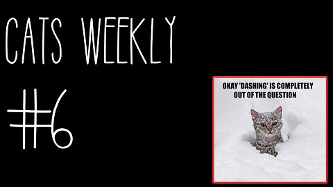 Cats Weekly (#6) – Meowy Catsmas!