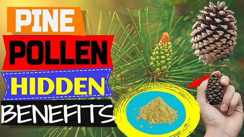 Pine Pollen Hidden Benefits And Uses