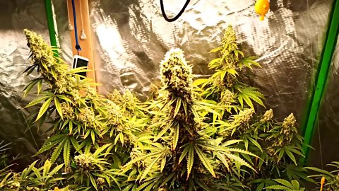 Flowering Week5 End 8x8 Tent Mixjoy GL4000d MASSIVE PLANT WARNING ⚠️⚠️⚠️