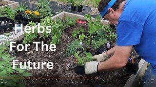 Herbs For The Future. #herbs #farm