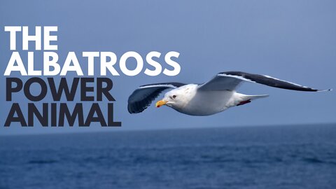 Albatross Power Animal