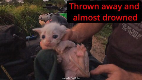 1 month old baby kittens left to die.....AGAIN!