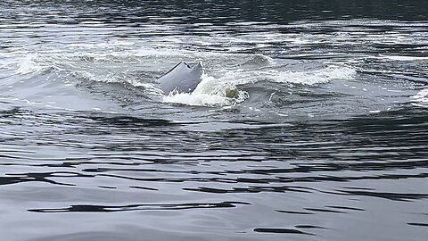 Alaskan Whales
