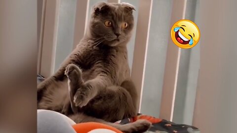 Funny Animals 2024 😂 | Cute Cat And Dog Funny Videos 😸 Part 31