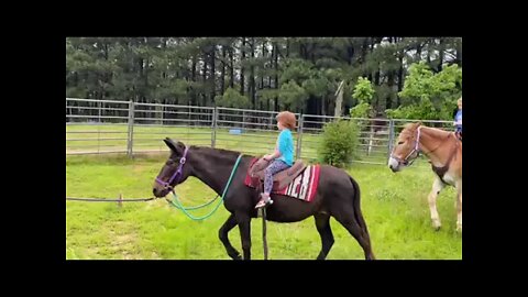 Cassiopeia riding a mule in Oxford Arkansas!