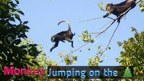 monkey funny moments and jumnastic.