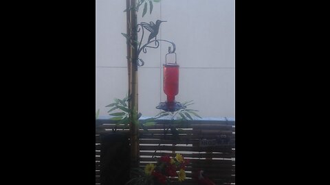 More Birds Elixir Hummingbird Feeder, Vintage Glass Medicine Bottle Hummingbird Feeder for Outd...