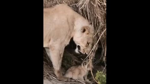 Baby Lion Roars Lion Cub Roaring And Mother Carring